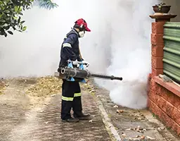 Controle de escorpiões e aranhas — Dedetização